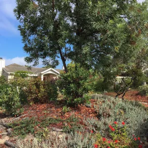 Native plant garden on Oliver Road, Santa Barbara CA