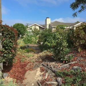 Native plant garden on Oliver Road, Santa Barbara CA