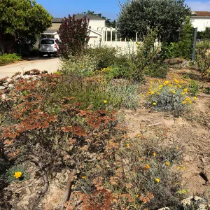 Native plant garden on Oliver Road, Santa Barbara CA
