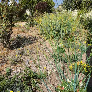 Native plant garden on Oliver Road, Santa Barbara CA
