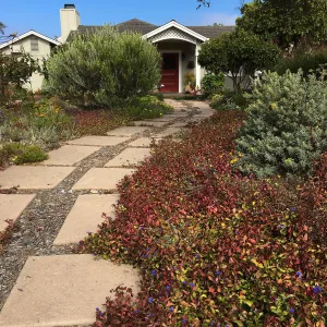 Native plant garden on Oliver Road, Santa Barbara CA