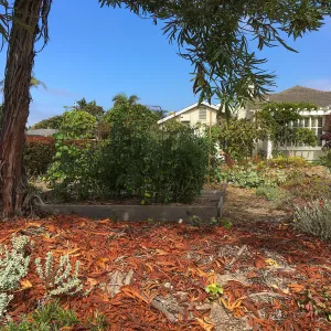 Native plant garden on Oliver Road, Santa Barbara CA