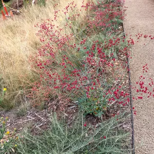 PCC Slope Eriogonum grande Rubescens