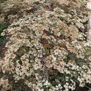 PCC, Eriogonum arborescens