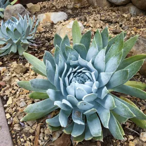Dudleya brittonii