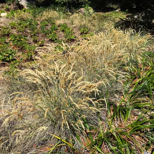 Calamagrostis foliosa in the Wooded Dell