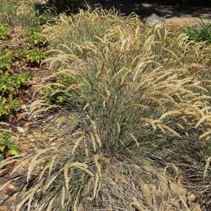 Calamagrostis foliosa in the Wooded Dell