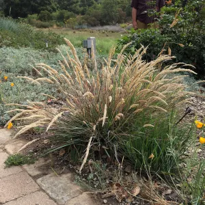 Calamagrostis foliosa in Meadow Border, Bruce Reed