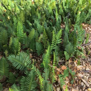 Polypodium californicum hybrid at pond