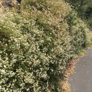 Eriogonum fasciculatum on Mission Canyon Road