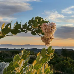 McMinn's Manzanita Arctostaphylos viridissima