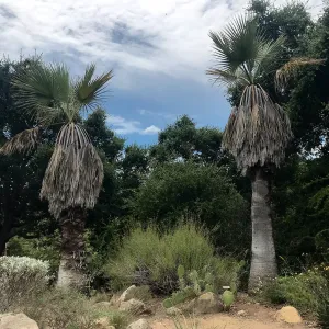 Desert Section