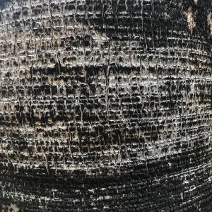 Detail of Washingtonia filifera Palm trunk scarred by the Jesusita Fire
