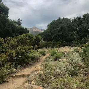 Manzanita Section