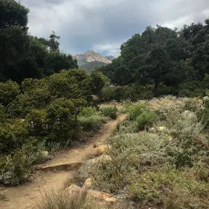 Manzanita Section