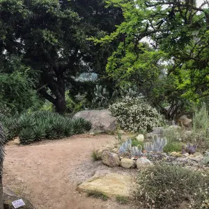 Desert Section