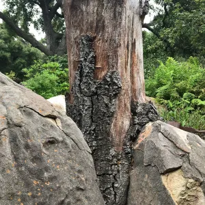 Stump of removed oak north of the Information Kiosk