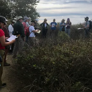 Carpinteria Bluffs and Marsh Field Trip