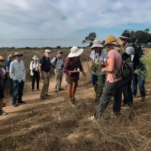 Carpinteria Bluffs and Marsh Field Trip