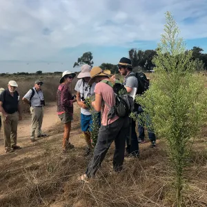 Carpinteria Bluffs and Marsh Field Trip