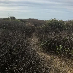 Carpinteria Bluffs and Marsh Field Trip