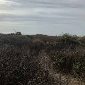 Carpinteria Bluffs and Marsh Field Trip