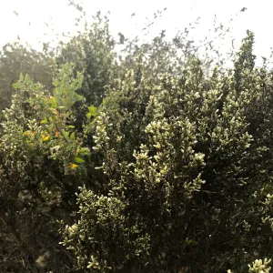 Carpinteria Bluffs and Marsh Field Trip