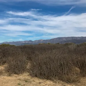 Carpinteria Bluffs and Marsh Field Trip