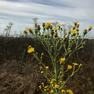 Carpinteria Bluffs and Marsh Field Trip