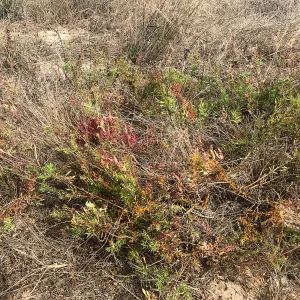 Carpinteria Bluffs and Marsh Field Trip