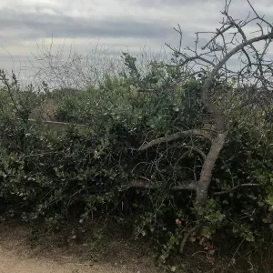 Carpinteria Bluffs and Marsh Field Trip