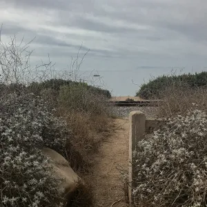 Carpinteria Bluffs and Marsh Field Trip