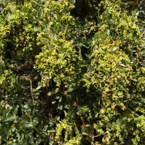 Carpinteria Bluffs and Marsh Field Trip