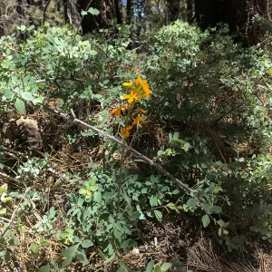 Mt. PiÃ±os field trip