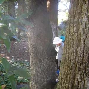 Forest Bathing Class