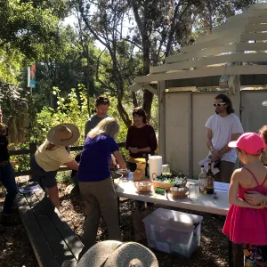 Herb Walk: Infused Oils & Salves