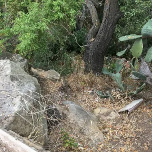 Slope below west side of Garden Growers lath house