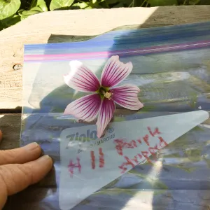Malva (Mallow) hybrids collected by Betsy Collins in the garden of Ed Mercurio
