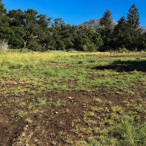 Meadow (see gardener notes)