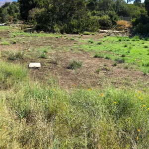 Meadow (see gardener notes)