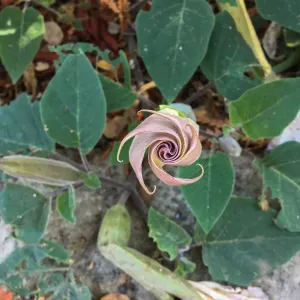 Datura wrightii