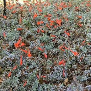 Epilobium