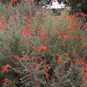 Epilobium