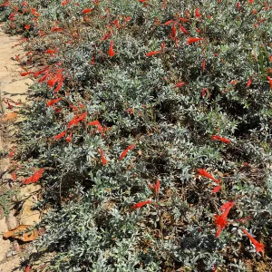 Epilobium