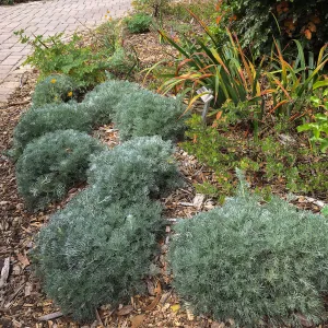 Artemisia Davids Choice