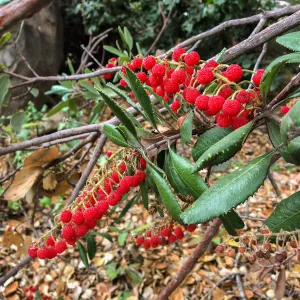Comarostaphylis berries