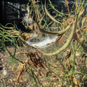 Asclepias fascicularis fruit