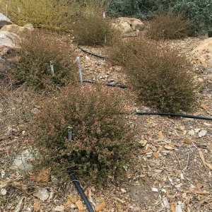 Acalypha californica, Island Section below PCC