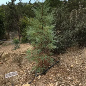 Hesperocyparis guadalupensis, island Section below PCC