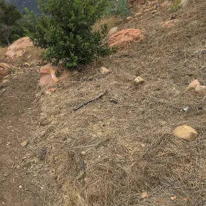 Island Section, slope below PCC